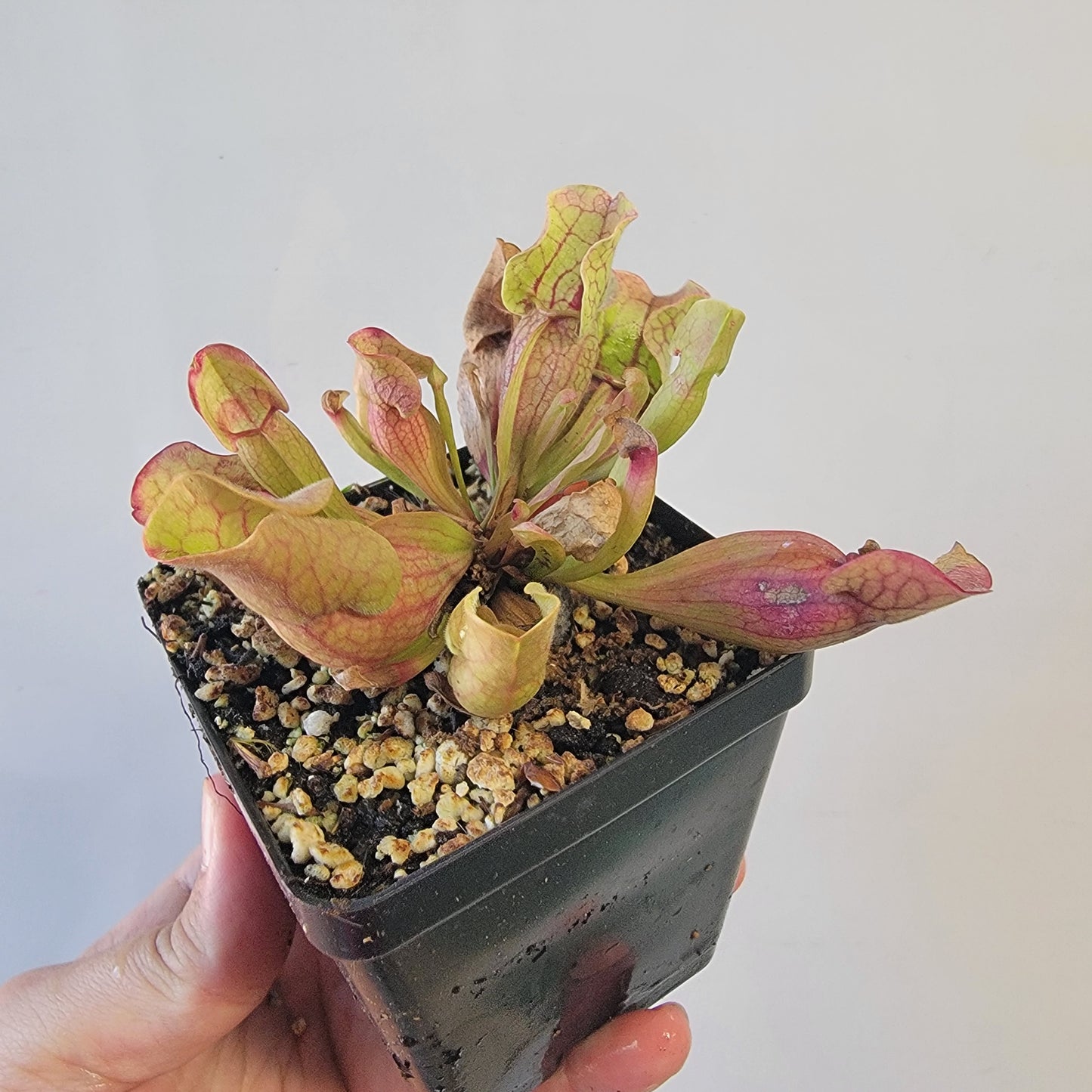 Sarracenia purpurea ssp. venosa 4"