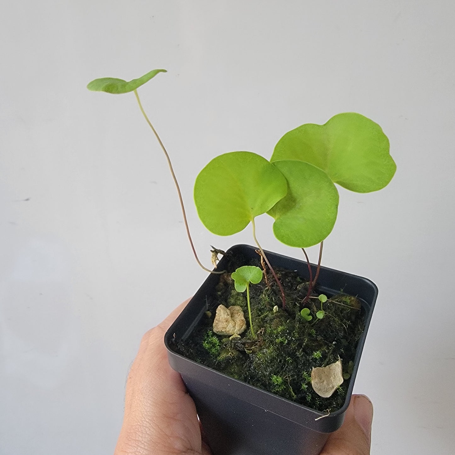 Utricularia reniformis