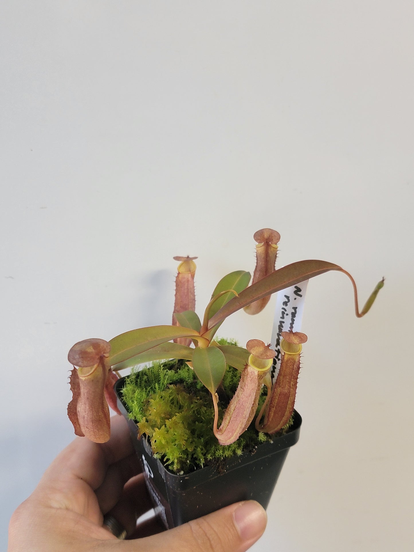 Nepenthes ramispina x reinwardtiana BE