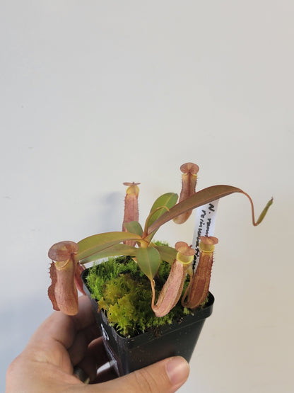 Nepenthes ramispina x reinwardtiana BE