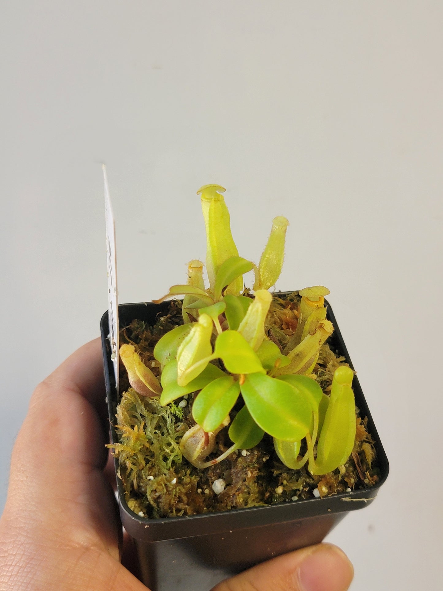 Nepenthes clipeata x reinwardtiana BCP