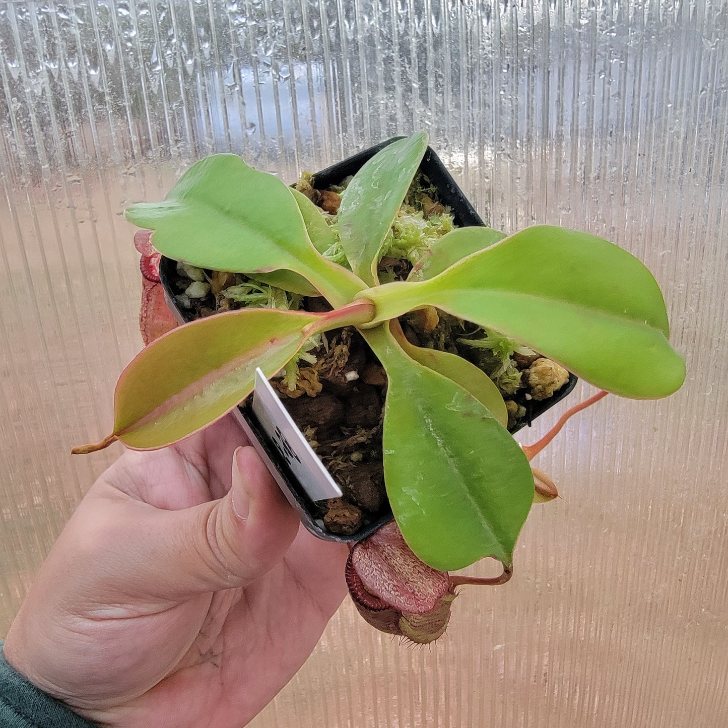 Nepenthes sibuyanensis x robcantleyi BE