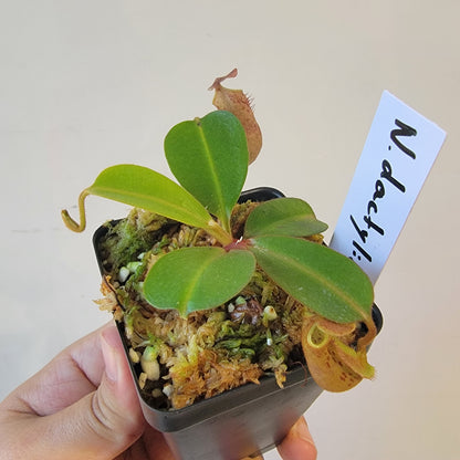 Nepenthes dactylifera BE