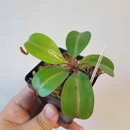 Nepenthes dactylifera BE