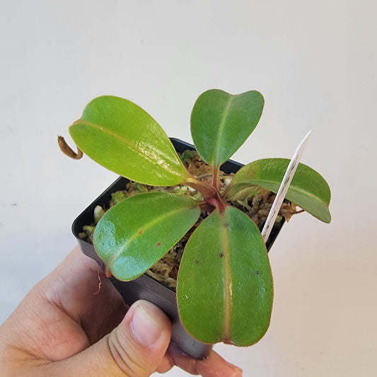 Nepenthes dactylifera BE