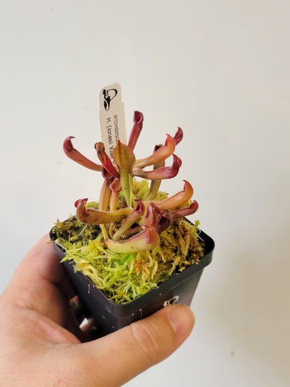 Heliamphora ionasii x pulchella BCP