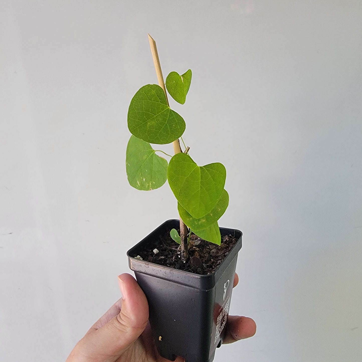 Aristolochia argentina