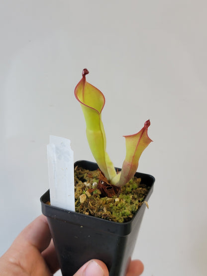 Heliamphora nutans x parva BCP
