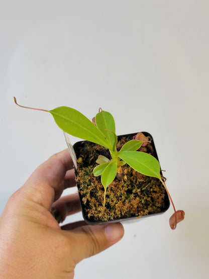 Nepenthes ventricosa x sibuyanensis x flava EP