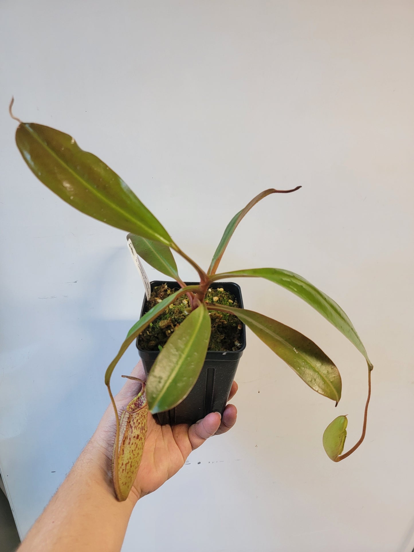 Nepenthes peltata x samudera BE
