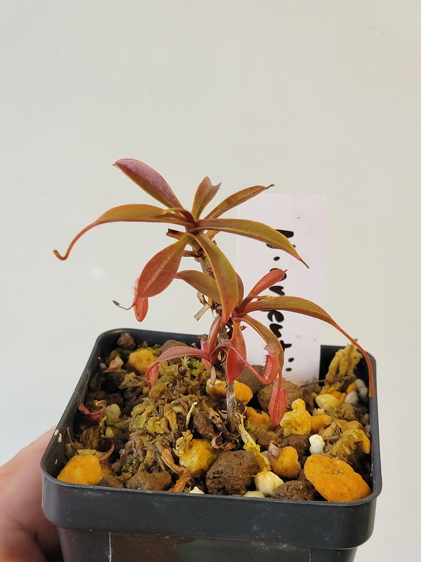 Nepenthes argentii BCP