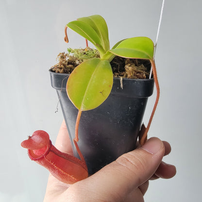Nepenthes villosa x ventricosa BE