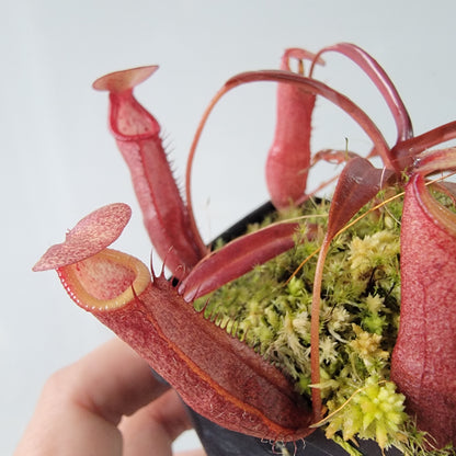 Nepenthes densiflora BE