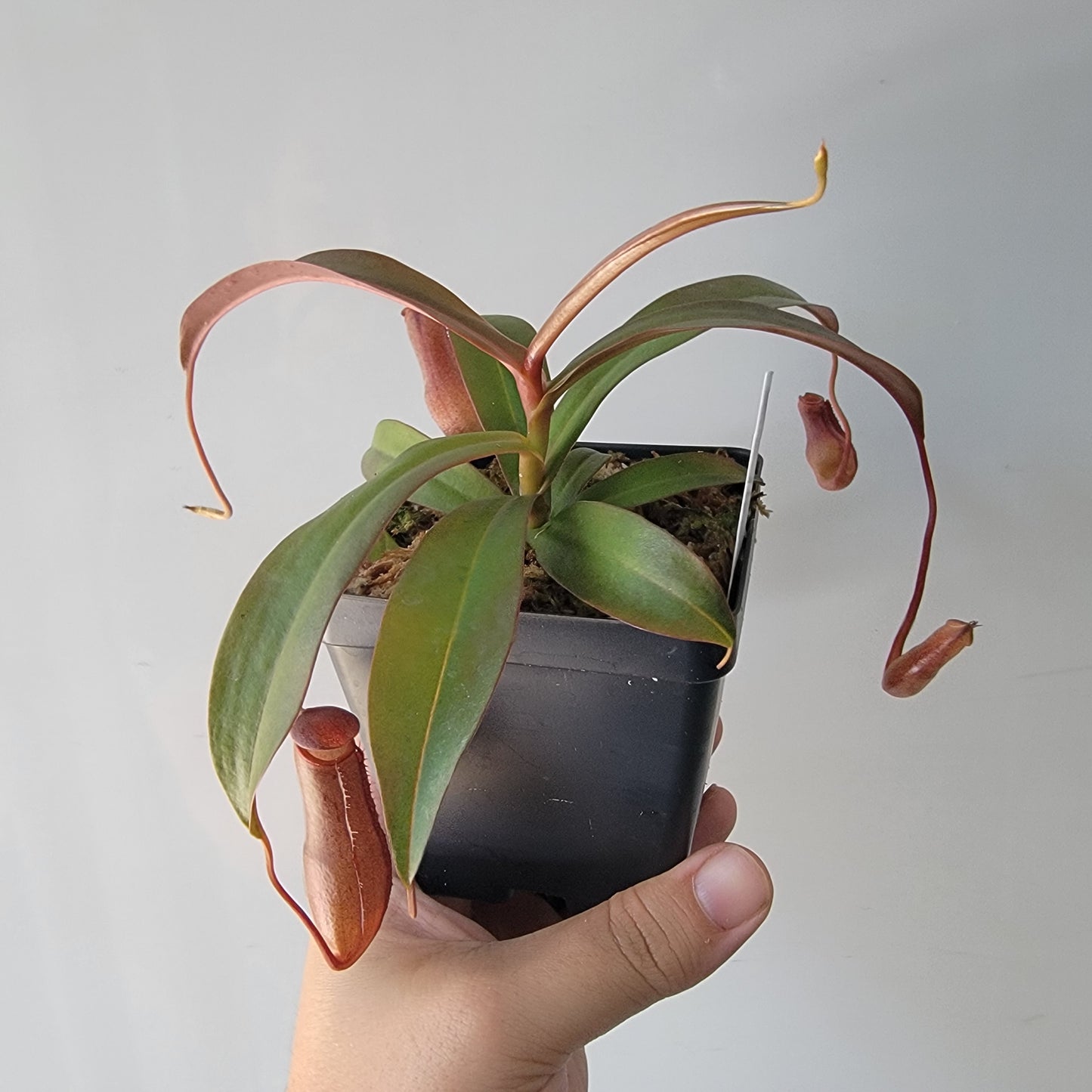 Nepenthes "Rebecca Soper"