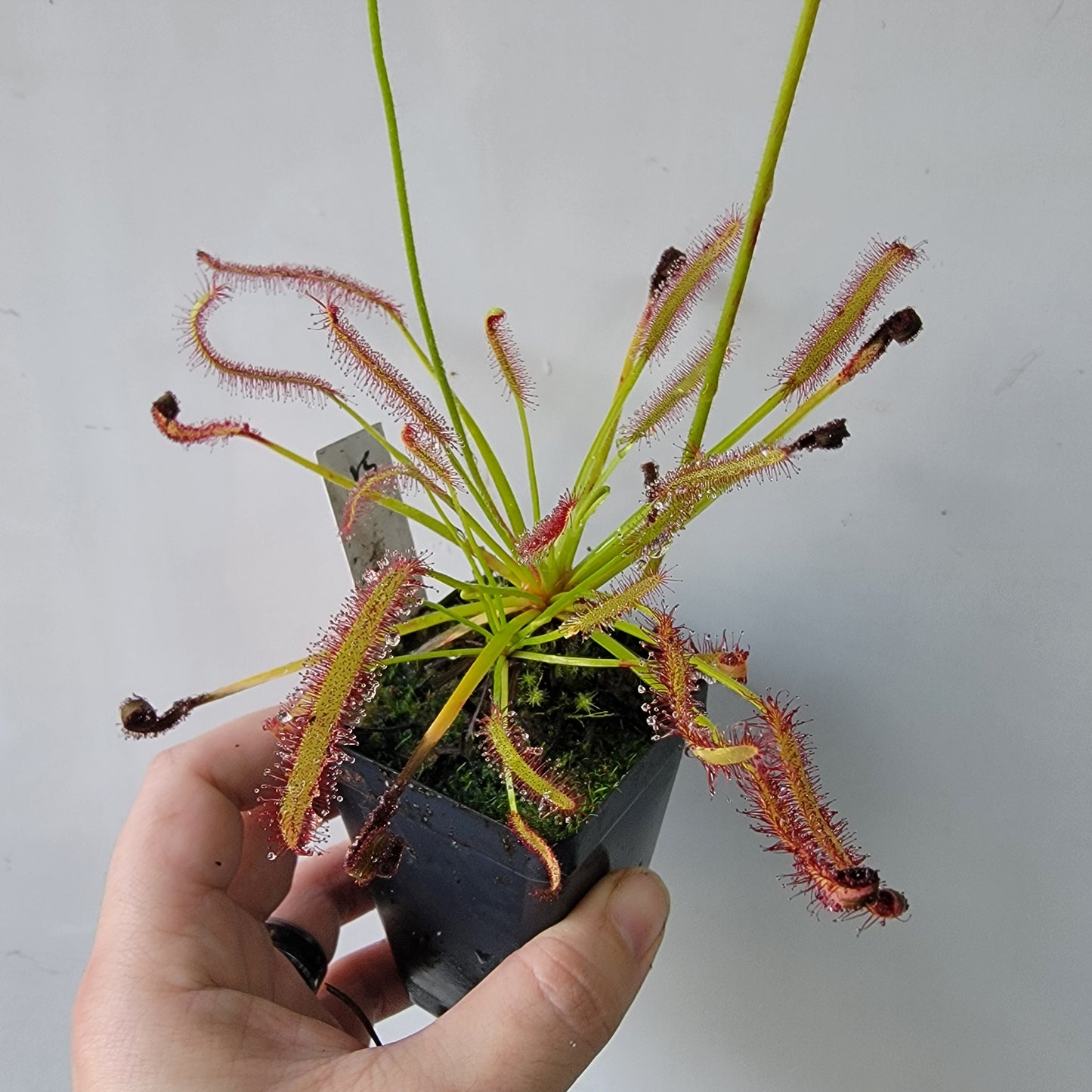 Drosera capensis SG