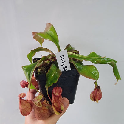 Nepenthes viking x lowii x campanulata 'Giant' PP