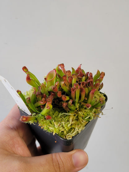 Heliamphora pulchella BCP
