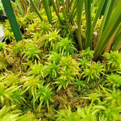 Temperate Sphagnum moss live 1 QT