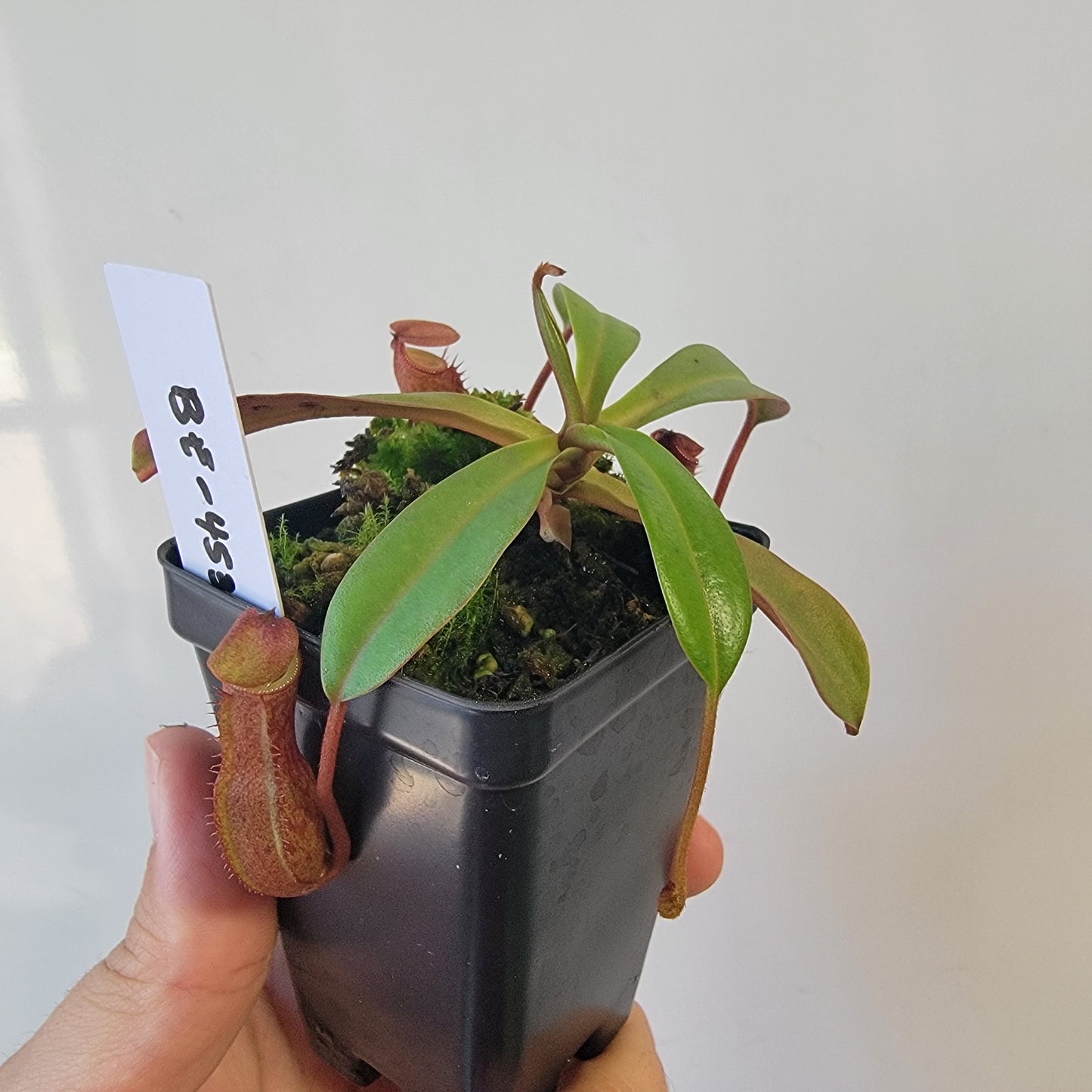 Nepenthes burkei x burbidgeae x edwardsiana BE