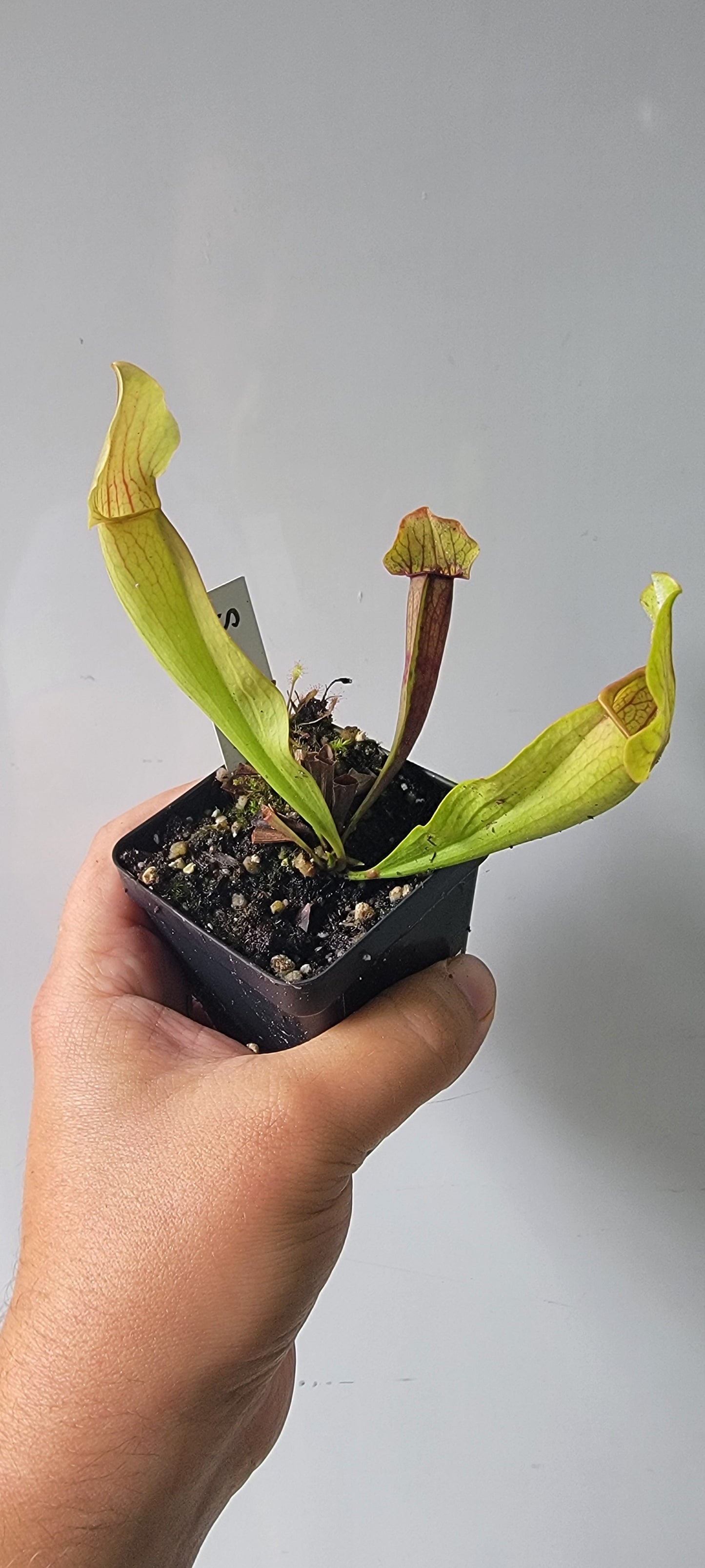 Sarracenia "Maroon"