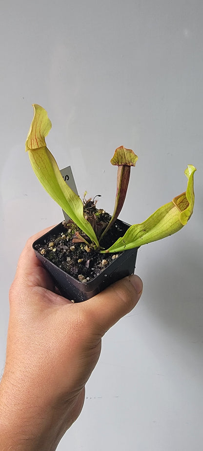 Sarracenia "Maroon"