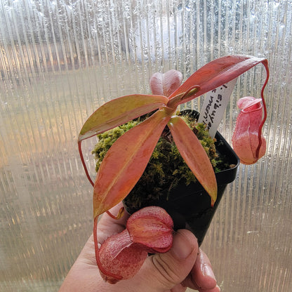 Nepenthes sibuyanensis x merriliana BE