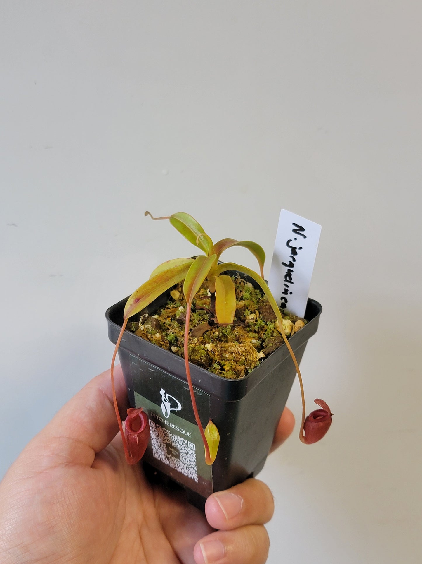 Nepenthes jacquelineae BE