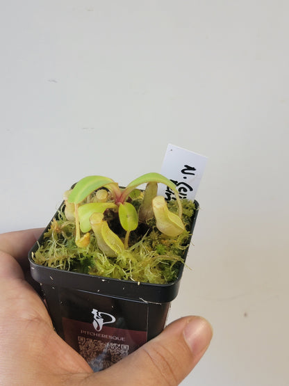 Nepenthes clipeata x reinwardtiana BCP