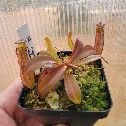 Nepenthes ramispina x reinwardtiana BE