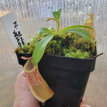 Nepenthes glabrata x veitchii BE