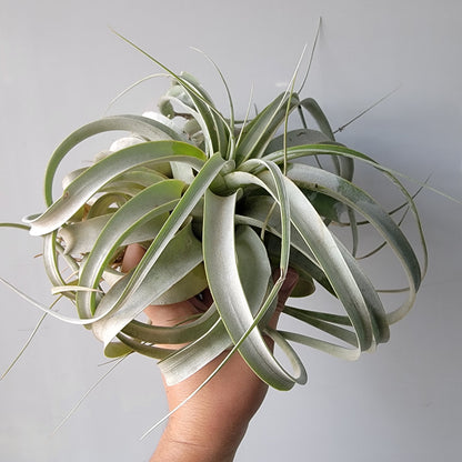 Tillandsia xerographica Large