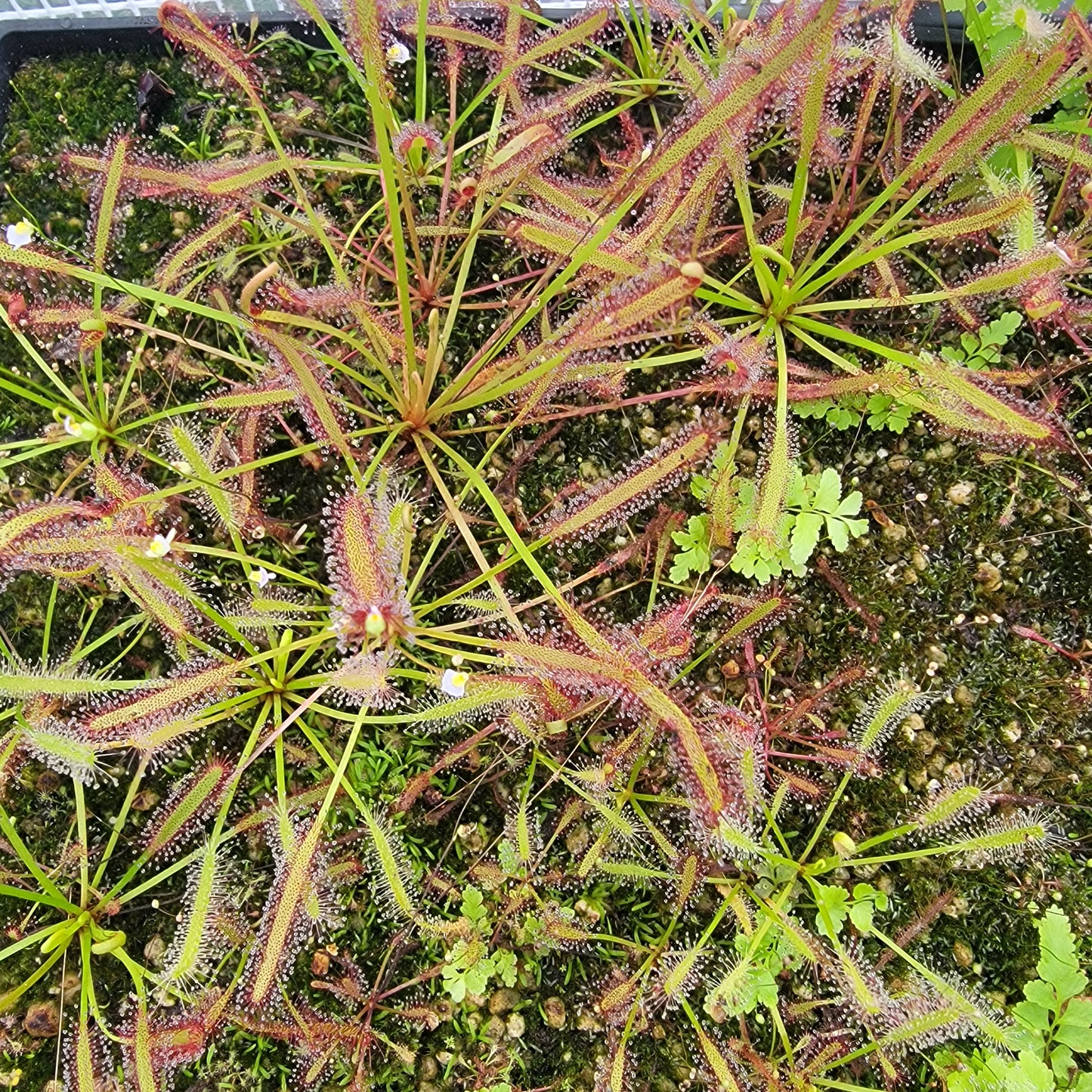 Drosera capensis SG bare root