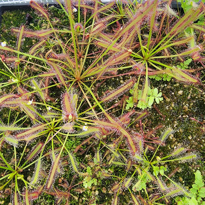 Drosera capensis SG bare root