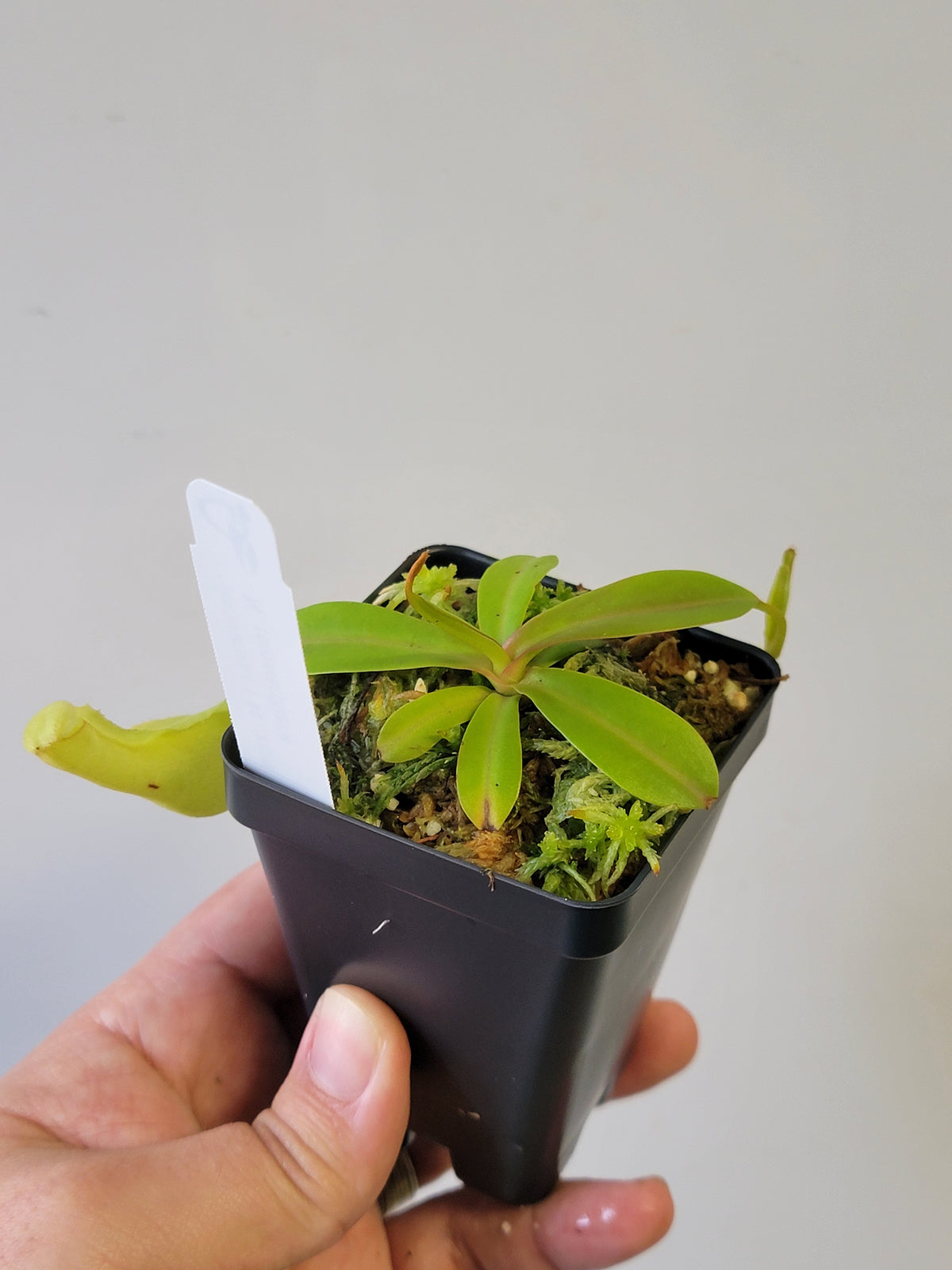 Nepenthes reinwardtiana BE