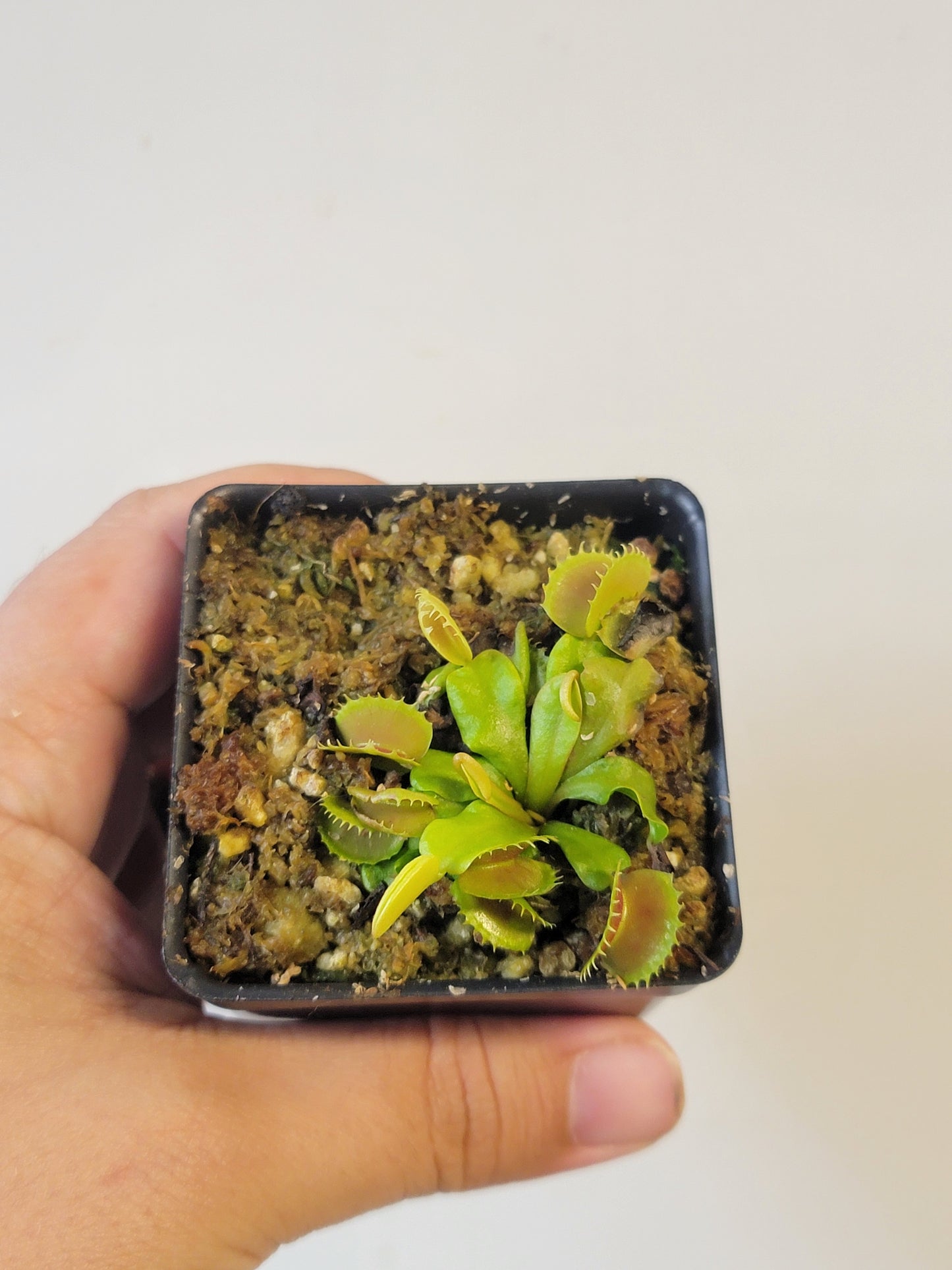 Dionaea musc. "Villarica"