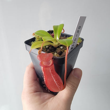 Nepenthes villosa x ventricosa BE