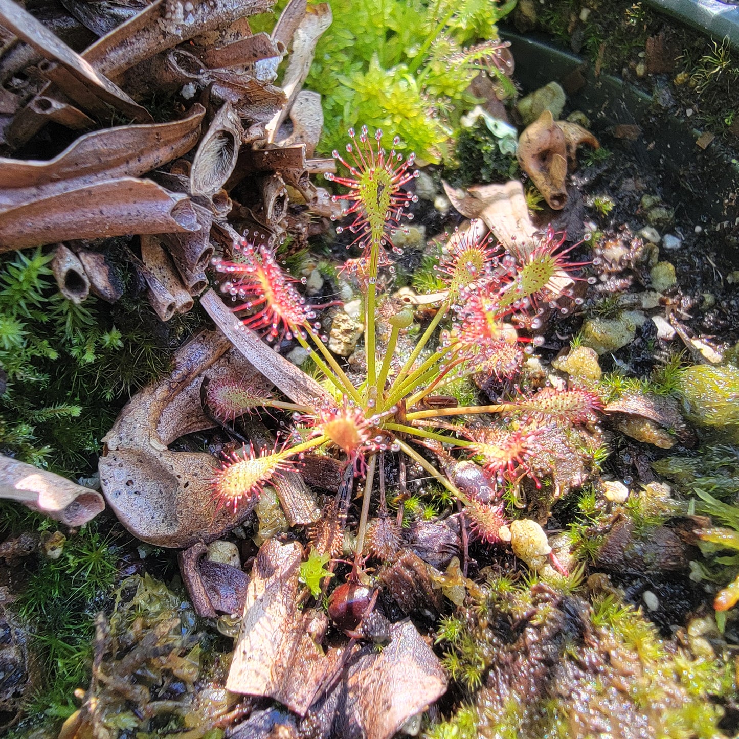 Drosera intermedia bare root