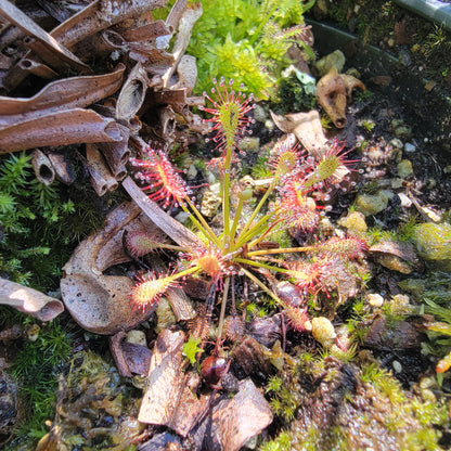 Drosera intermedia bare root