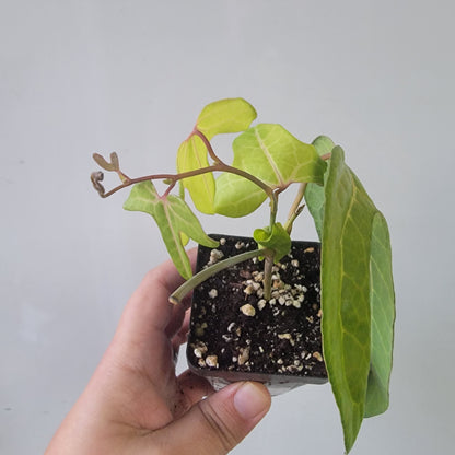 Aristolochia macroura