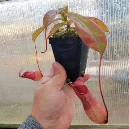 Nepenthes sibuyanensis x merriliana BE