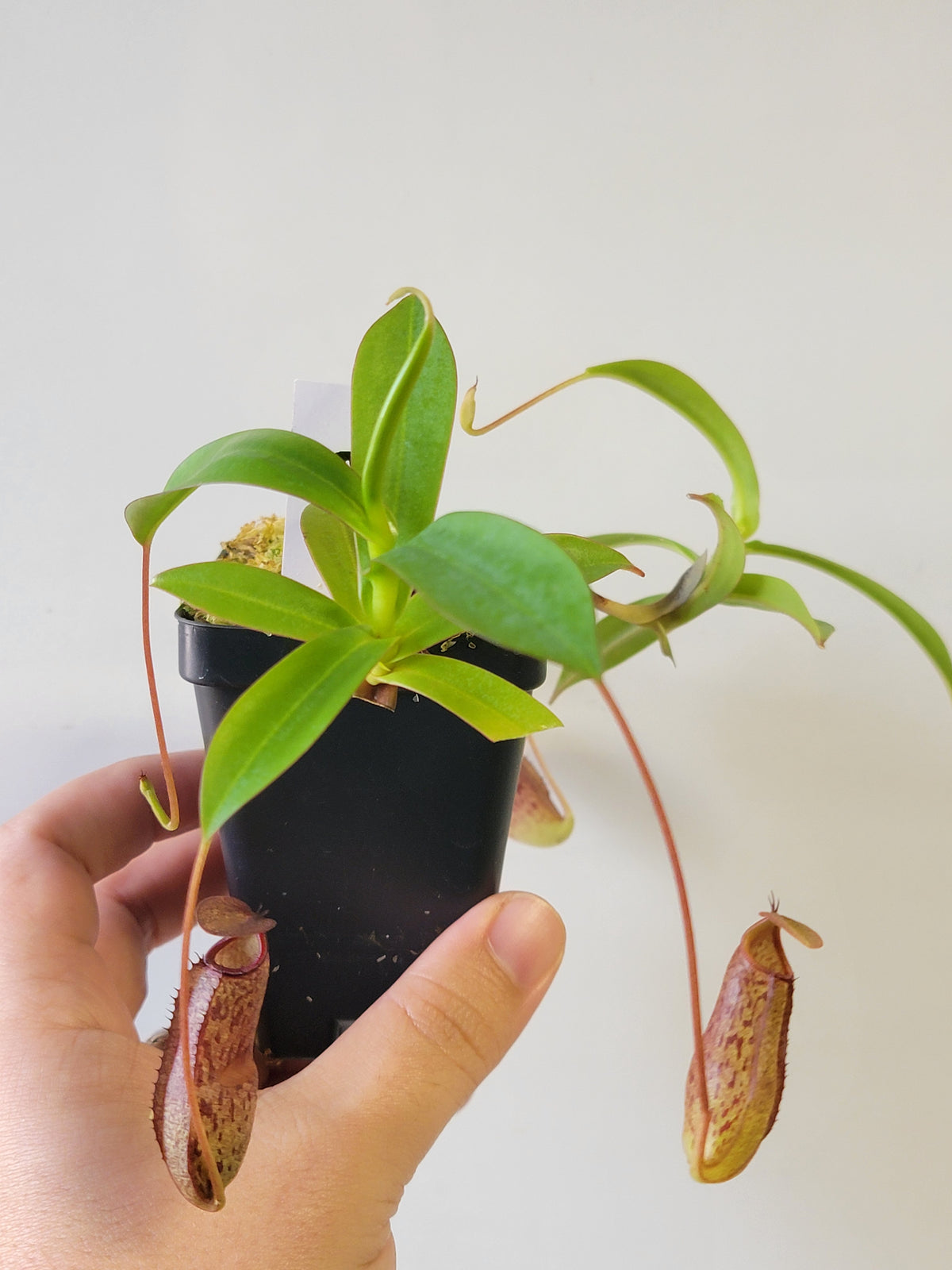 Nepenthes ulukaliana x ramispina BCP