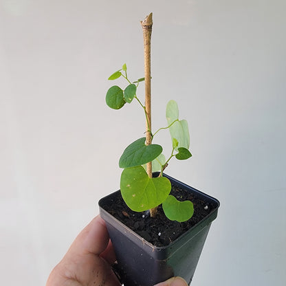 Aristolochia argentina