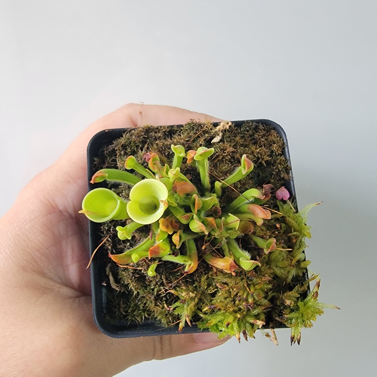 Heliamphora minor