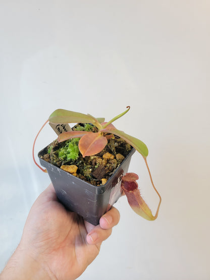Nepenthes sibuyanensis x veitchii x lowii BE