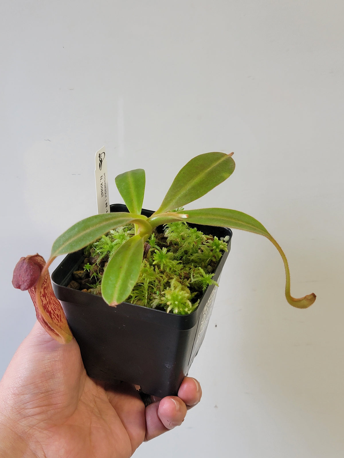 Nepenthes klossii 'True Clone' BE