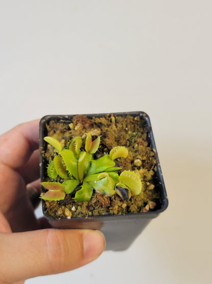 Dionaea musc. "Villarica"