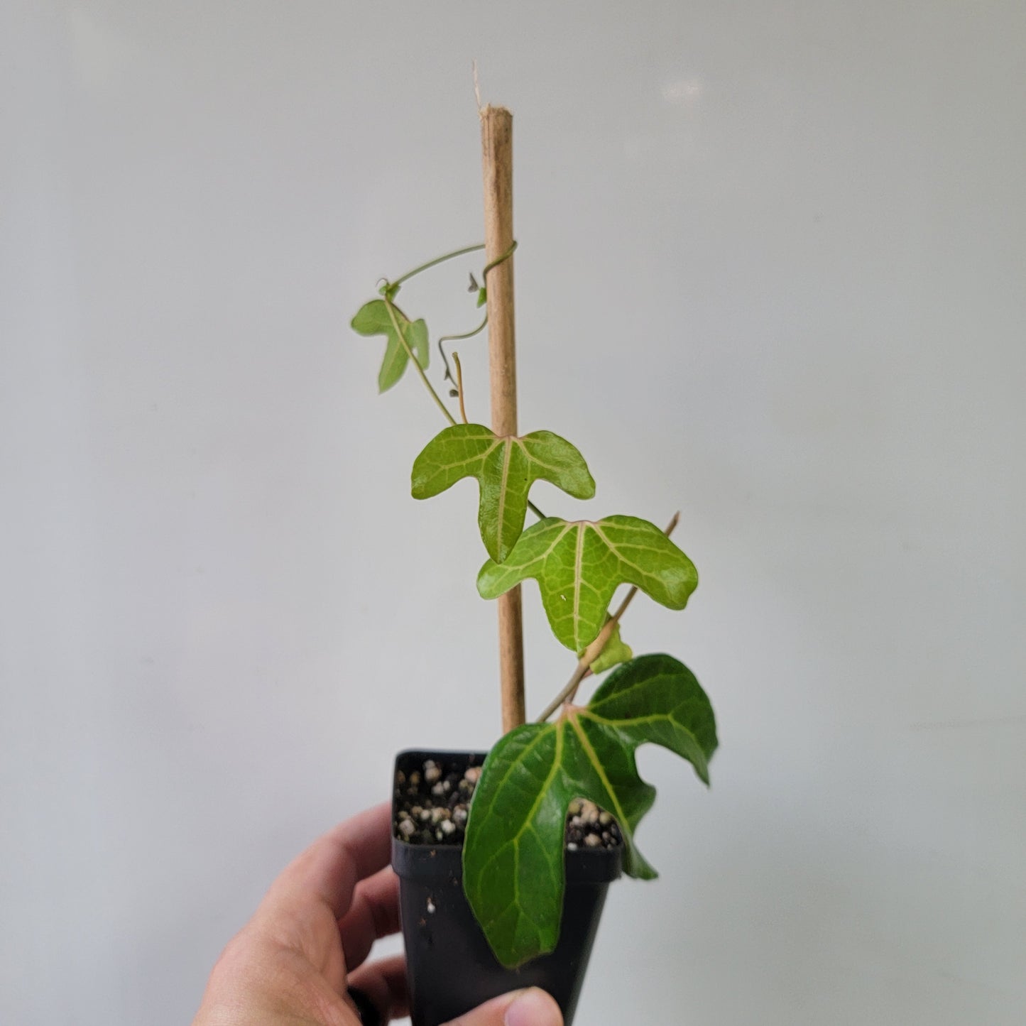 Aristolochia macroura