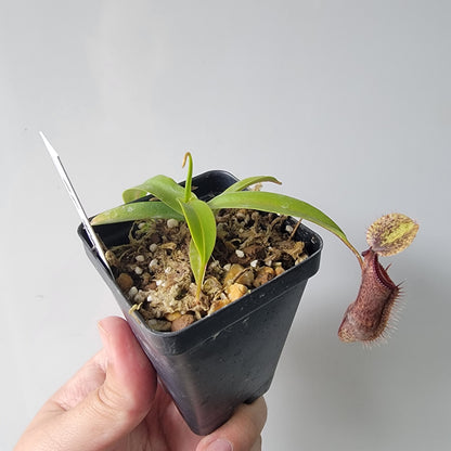 Nepenthes singalana x hamata BE