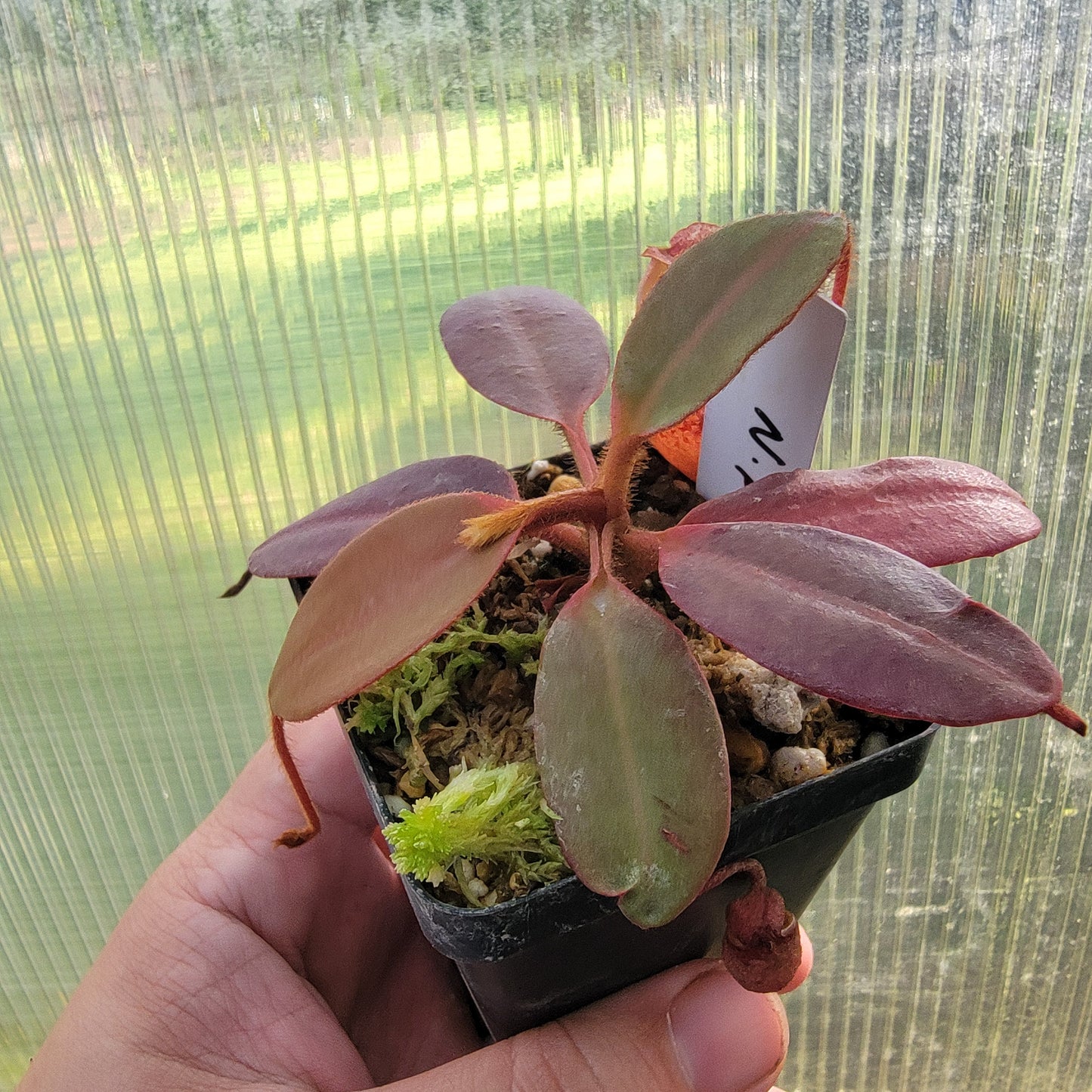 Nepenthes peltata BE