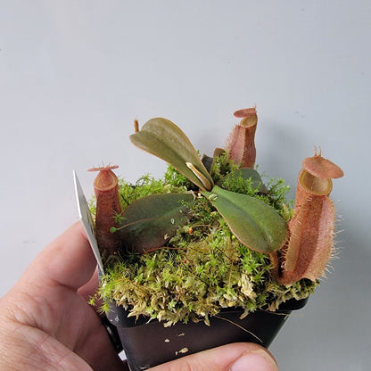 Nepenthes vieillardii BE